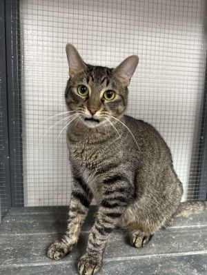 Kripke, Young Male Domestic Short Hair