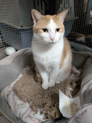 Alicia, Adult Female Domestic Short Hair