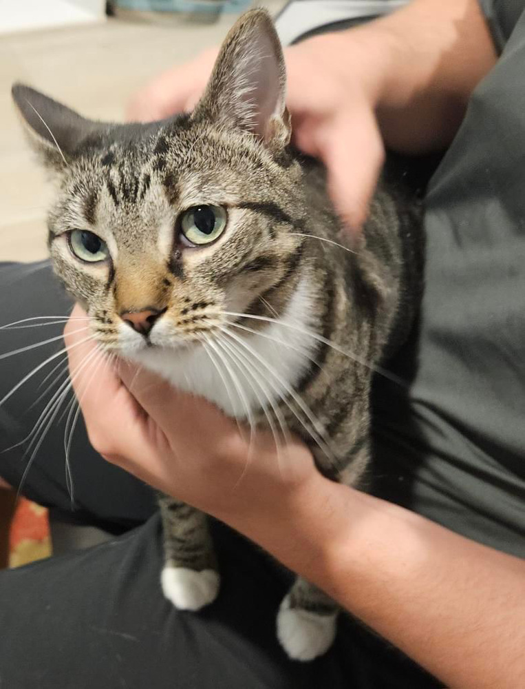 Luna, an adoptable Domestic Short Hair in Fort collins, CO, 80526 | Photo Image 1