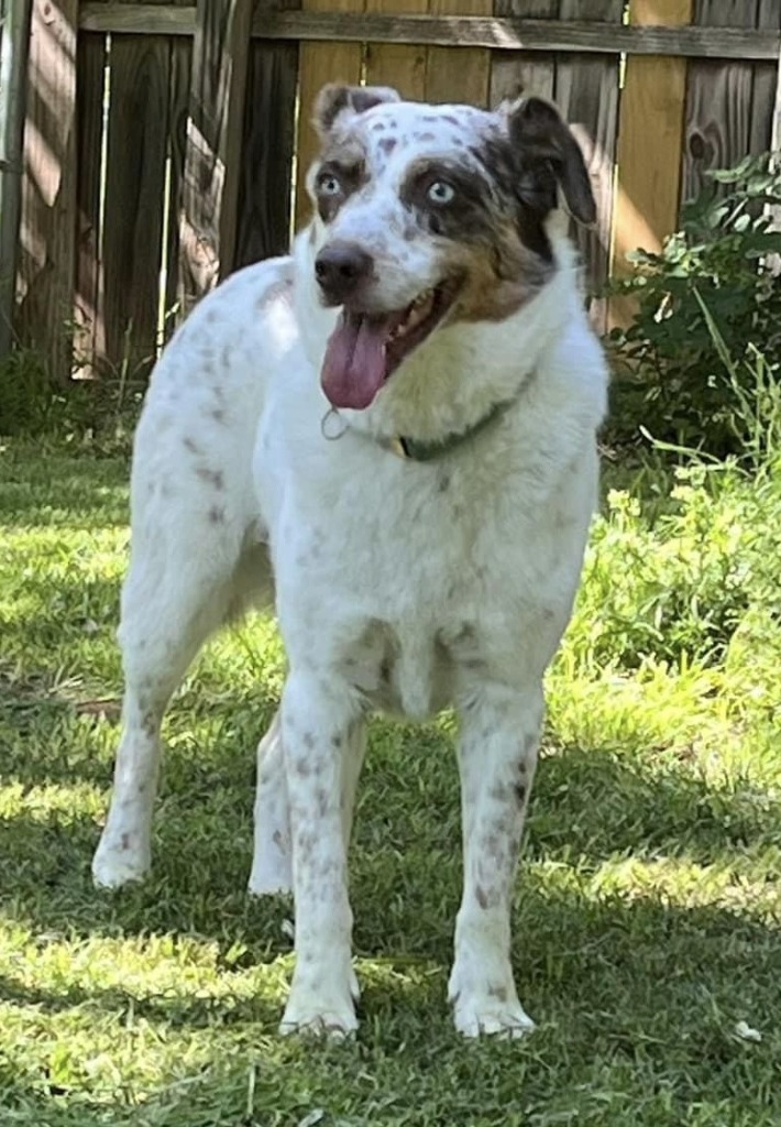 Audra, an adoptable Australian Shepherd in Duncan, OK, 73533 | Photo Image 1