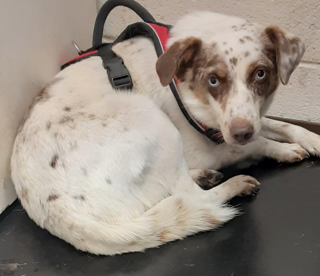 Audra, an adoptable Australian Shepherd in Duncan, OK, 73533 | Photo Image 2