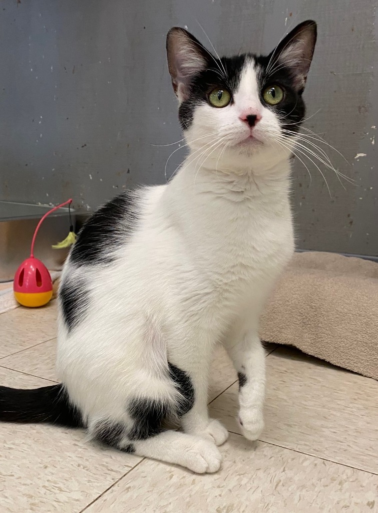 Lucy, an adoptable Domestic Short Hair in Lemoore, CA, 93245 | Photo Image 1