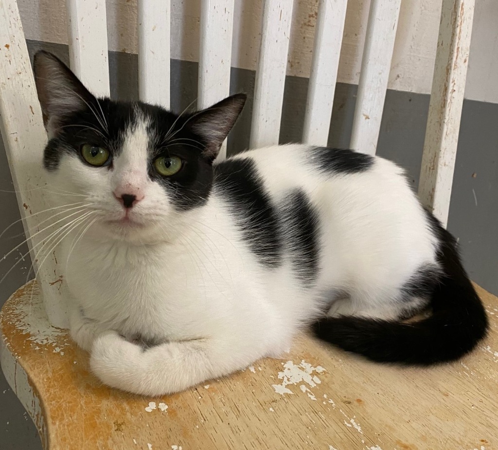 Lucy, an adoptable Domestic Short Hair in Lemoore, CA, 93245 | Photo Image 2