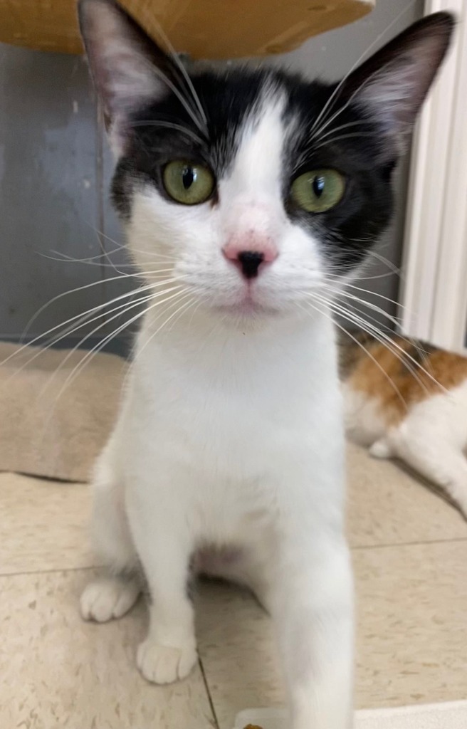 Lucy, an adoptable Domestic Short Hair in Lemoore, CA, 93245 | Photo Image 3