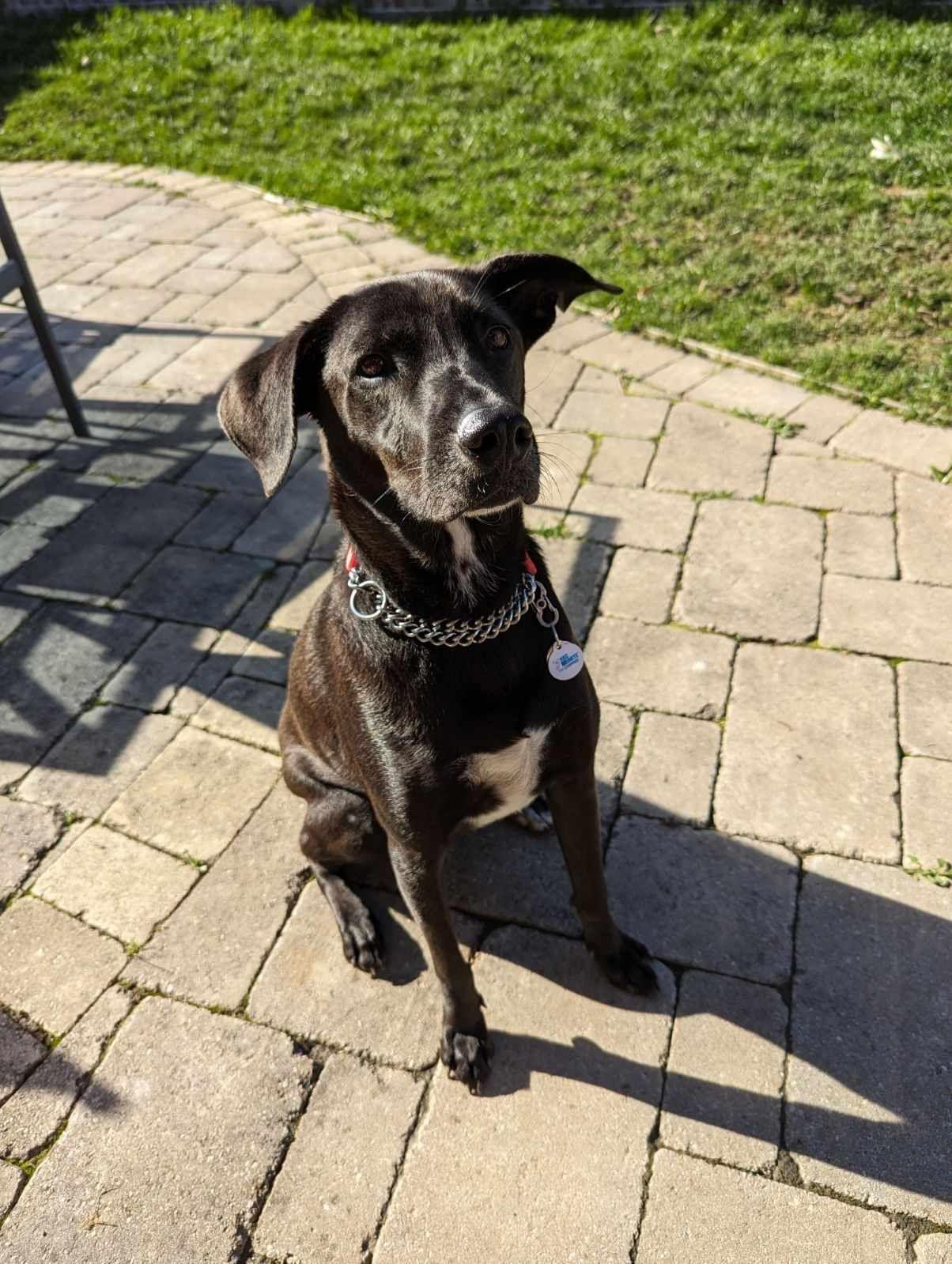 Moreno, an adoptable Mixed Breed in King City, ON, L7B 1K5 | Photo Image 1