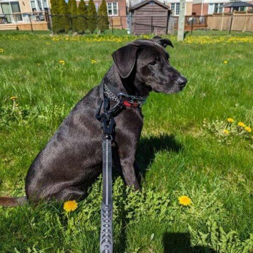 Moreno, an adoptable Mixed Breed in King City, ON, L7B 1K5 | Photo Image 3