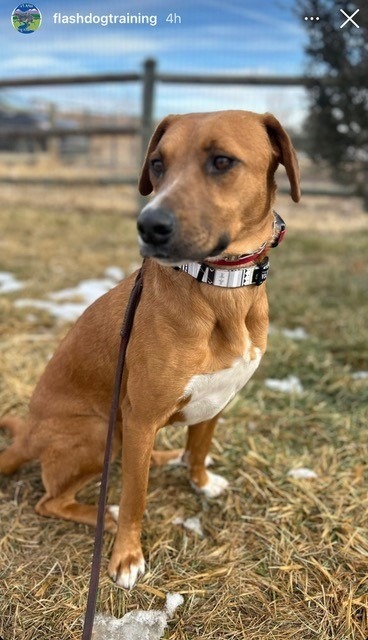 Marte, an adoptable Labrador Retriever in Fort Lupton, CO, 80621 | Photo Image 1