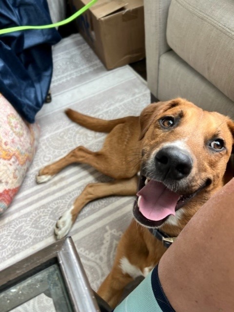 Marte, an adoptable Labrador Retriever in Fort Lupton, CO, 80621 | Photo Image 2