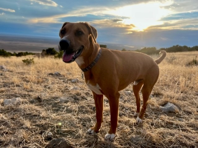 Marte, an adoptable Labrador Retriever in Fort Lupton, CO, 80621 | Photo Image 3