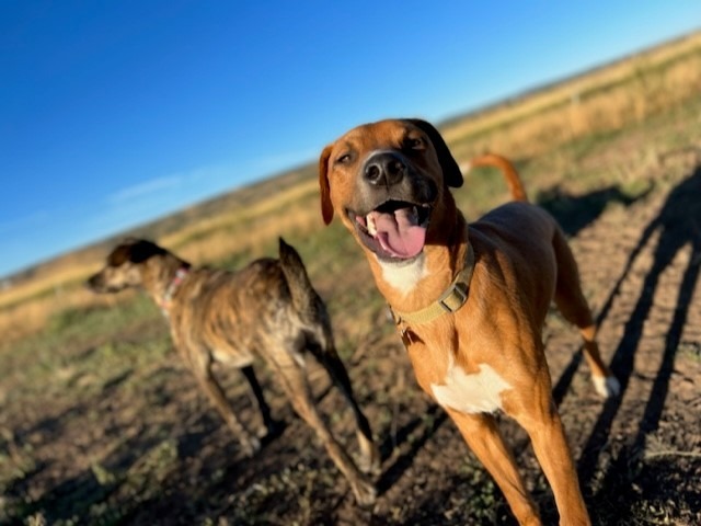 Marte, an adoptable Labrador Retriever in Fort Lupton, CO, 80621 | Photo Image 4