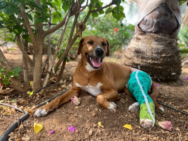 Marte, an adoptable Labrador Retriever in Fort Lupton, CO, 80621 | Photo Image 5