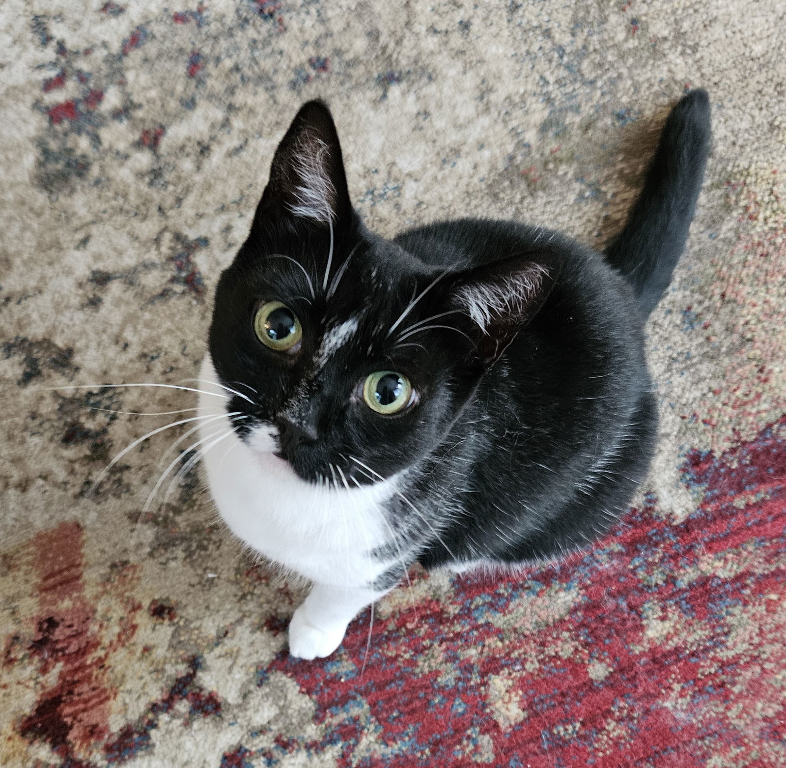 Naomi, an adoptable Tuxedo, Domestic Short Hair in Traverse City, MI, 49686 | Photo Image 1