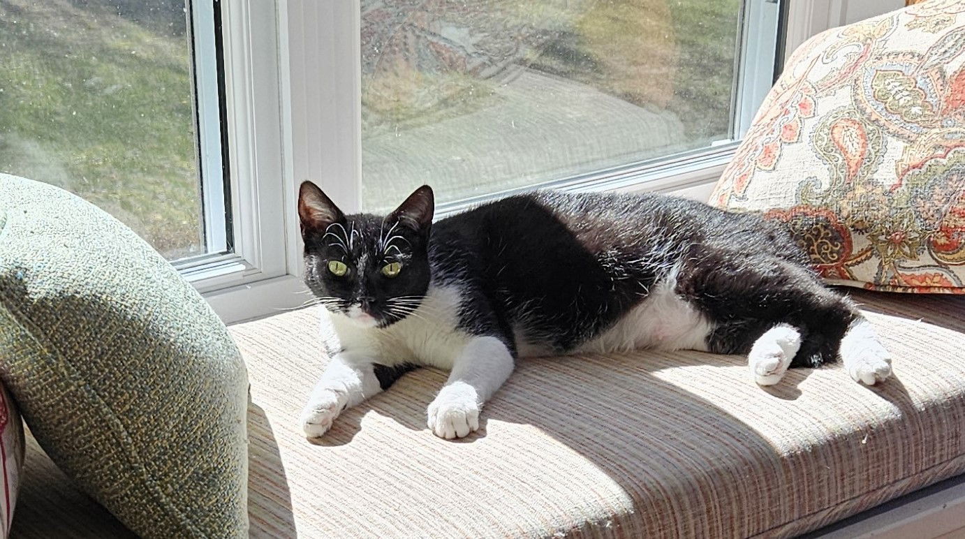 Naomi, an adoptable Tuxedo, Domestic Short Hair in Traverse City, MI, 49686 | Photo Image 2