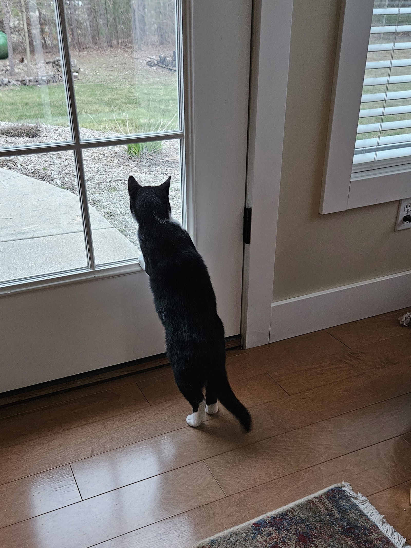 Naomi, an adoptable Tuxedo, Domestic Short Hair in Traverse City, MI, 49686 | Photo Image 3