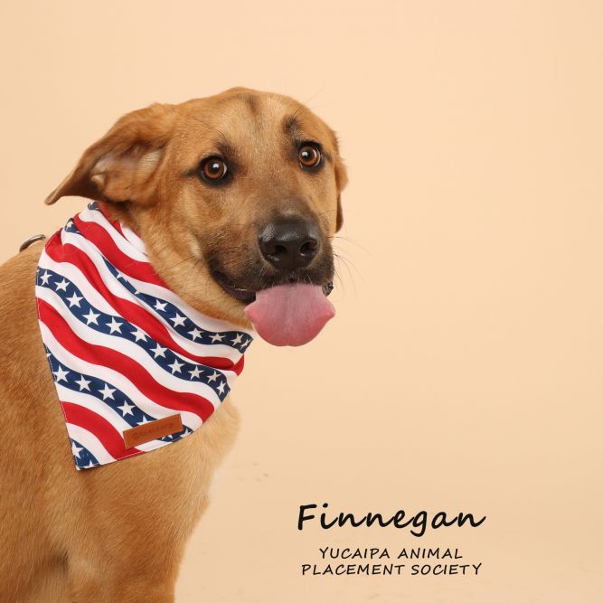 Finnigan (529)