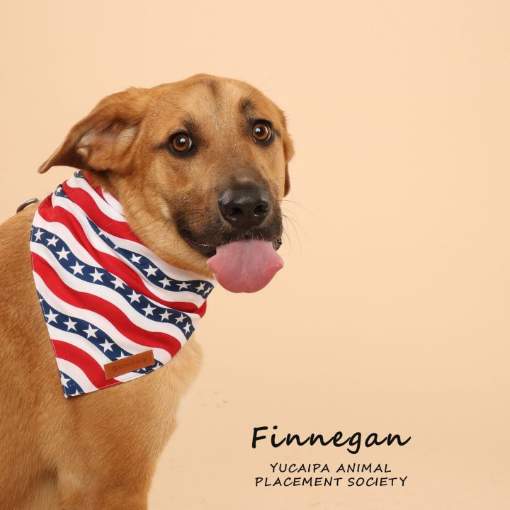 Finnigan (529) 1