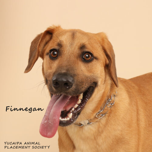 Finnigan (529) 3