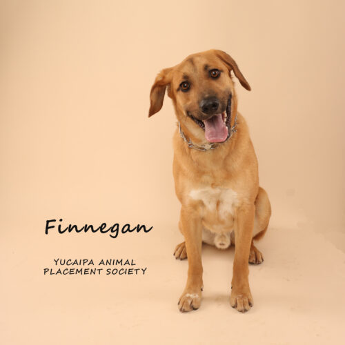 Finnigan (529) 4