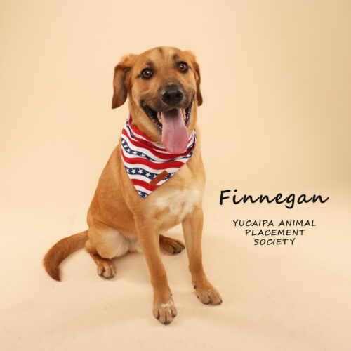 Finnigan (529) 5