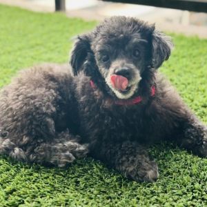 Meet Braylee the delightful 5-and-a-half-year-old miniature poodle weighing 12 