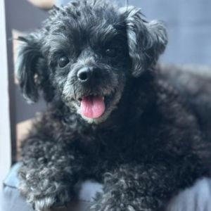 Meet Braylee the delightful 5-and-a-half-year-old miniature poodle weighing 12 pounds Rescued as a