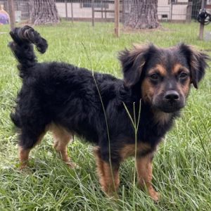 Introducing Curly Fry the spirited 7-month-old Chihuahua Dachshund mix tipping