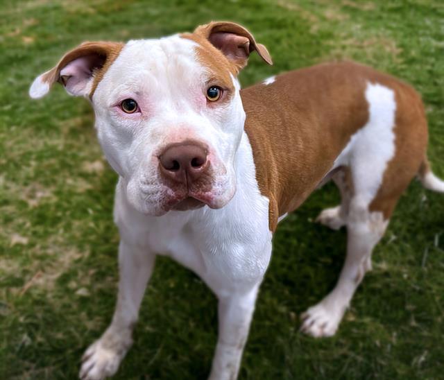 ZEUS 1