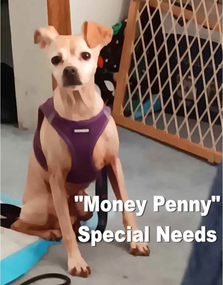 Money Penny 1