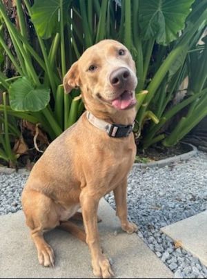 Dandelion (in Foster) Labrador Retriever Dog