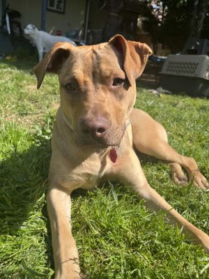 Meet Kinsey the Pawsitively Perfect Pup that is in Tacoma WA ready to meet you