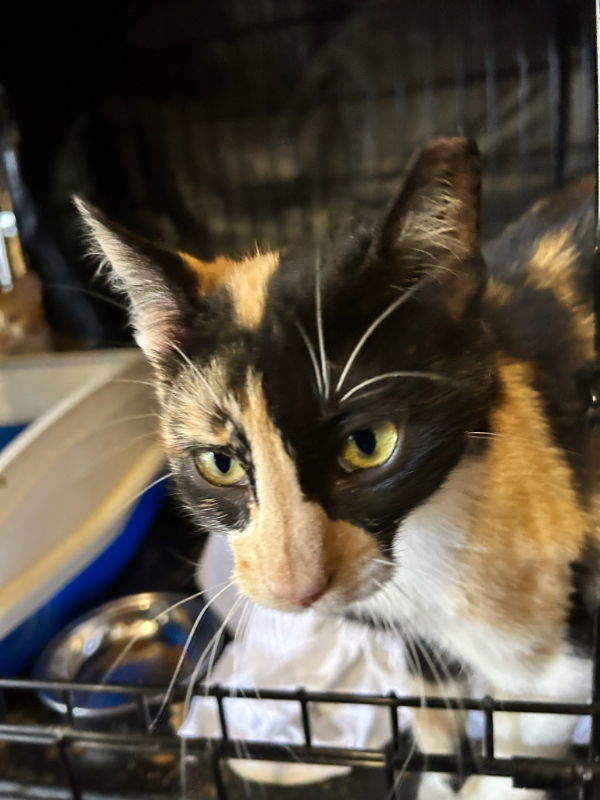 Delta, an adoptable Calico, Domestic Short Hair in Pineville, LA, 71361 | Photo Image 1