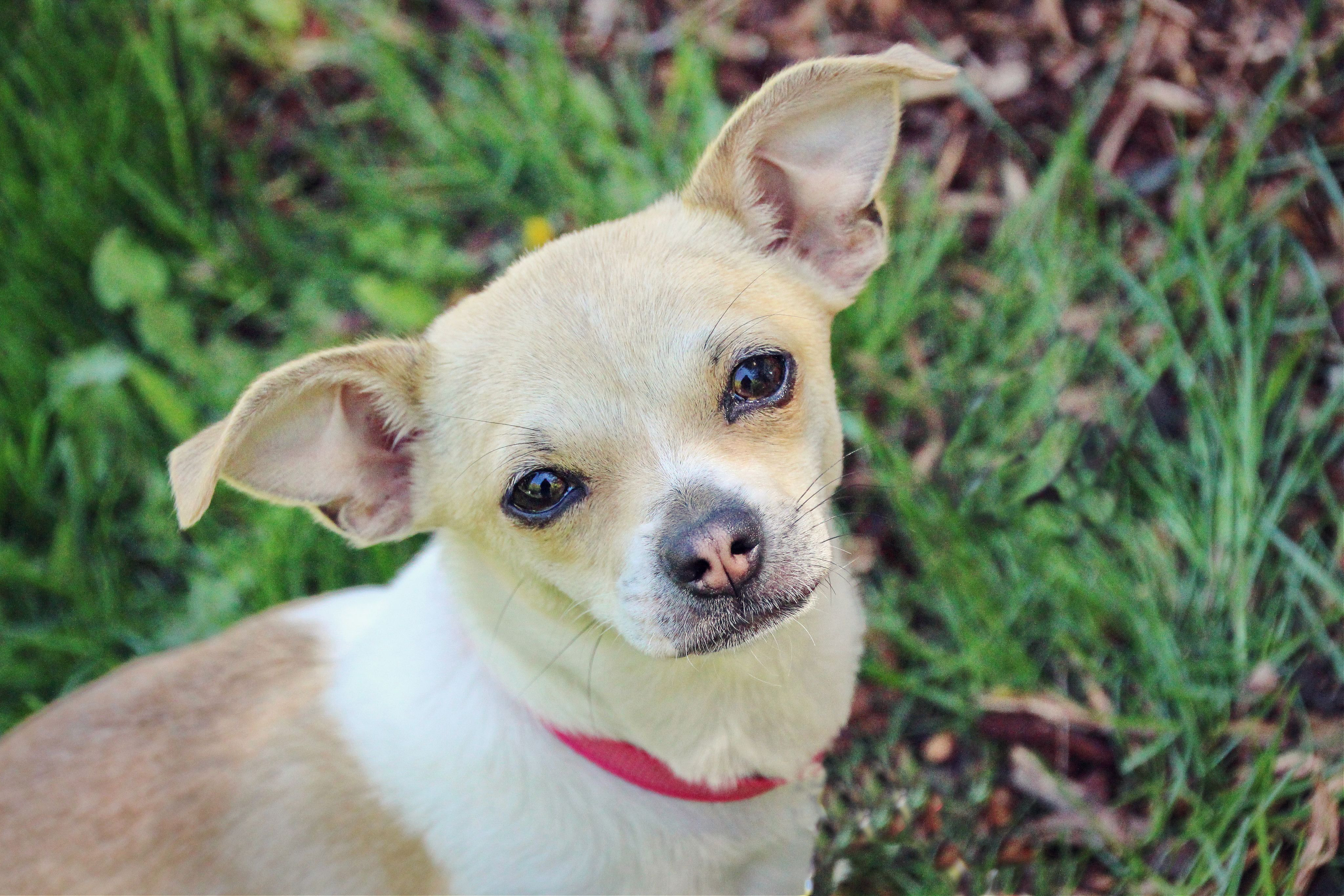 Macy Mae, an adoptable Chihuahua in Twin Falls, ID, 83301 | Photo Image 1