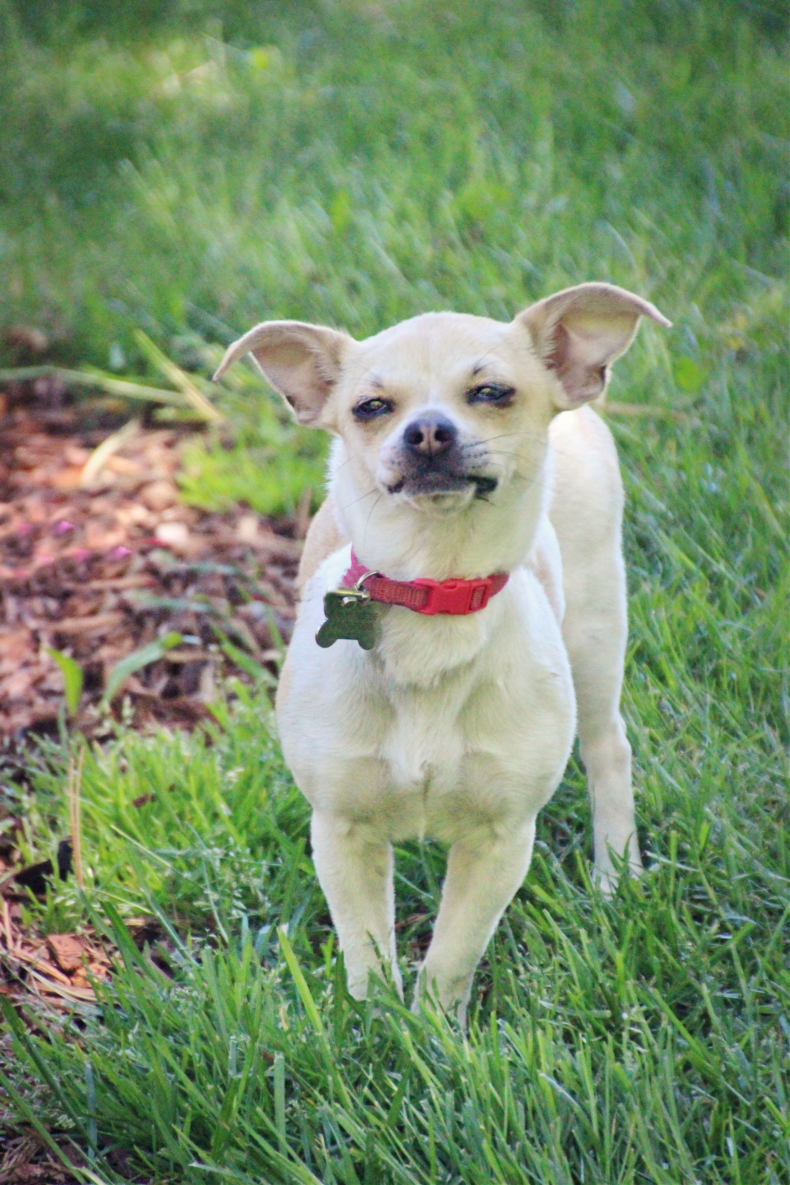 Macy Mae, an adoptable Chihuahua in Twin Falls, ID, 83301 | Photo Image 2