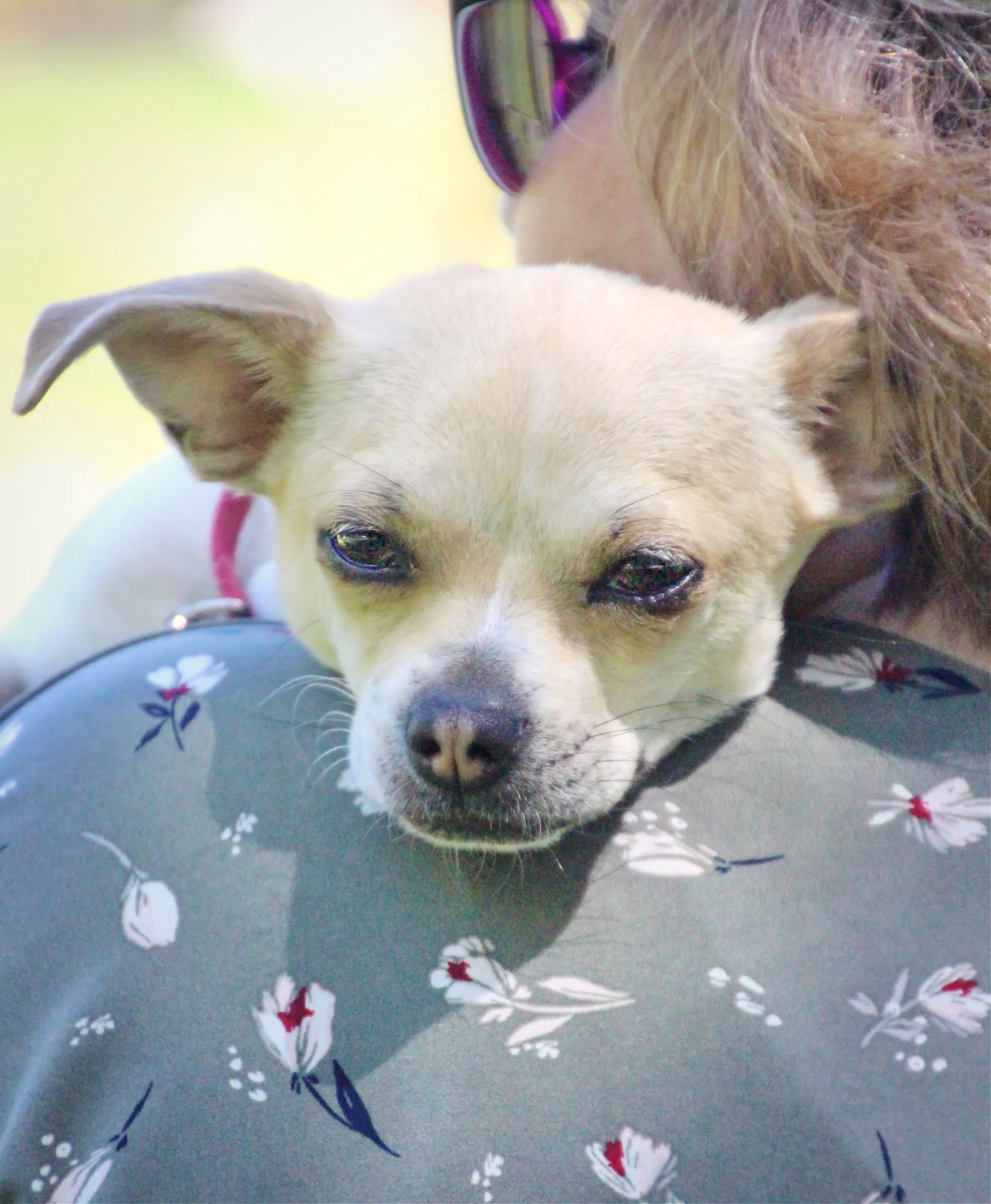 Macy Mae, an adoptable Chihuahua in Twin Falls, ID, 83301 | Photo Image 3