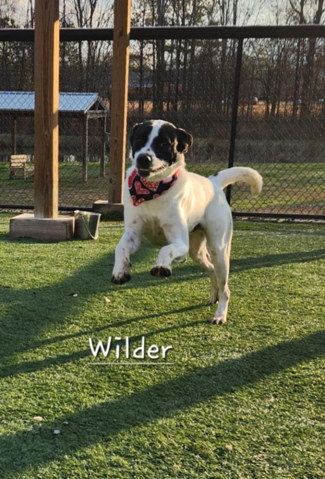 Wilder