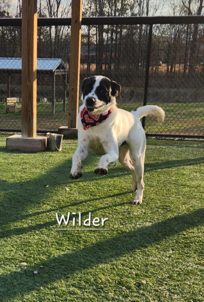 Wilder 1