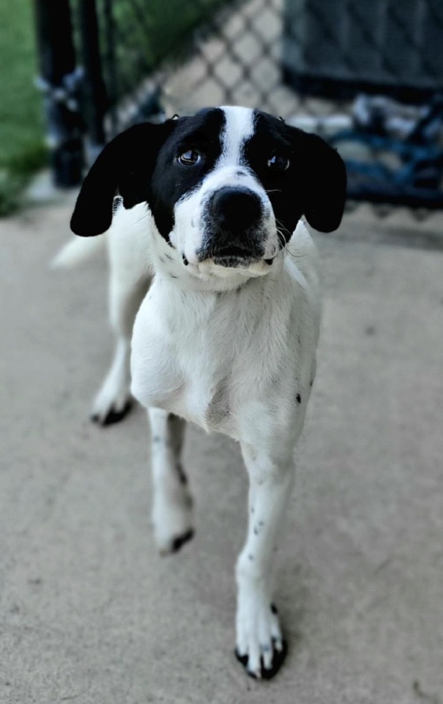 Wilder
