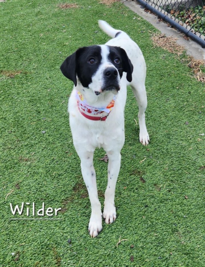 Wilder 6
