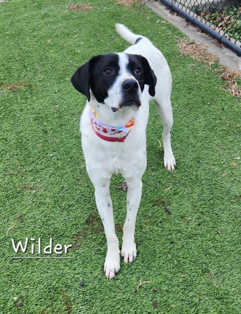 Wilder
