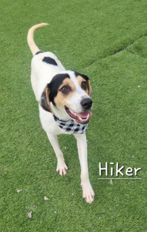 Hiker