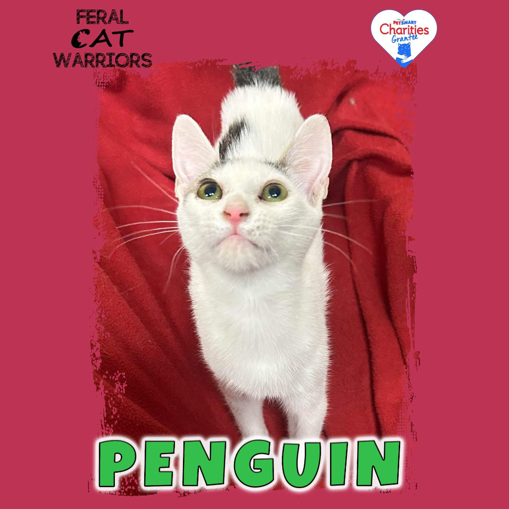 Penguin WD, an adoptable Domestic Short Hair in Kingman, AZ, 86401 | Photo Image 1