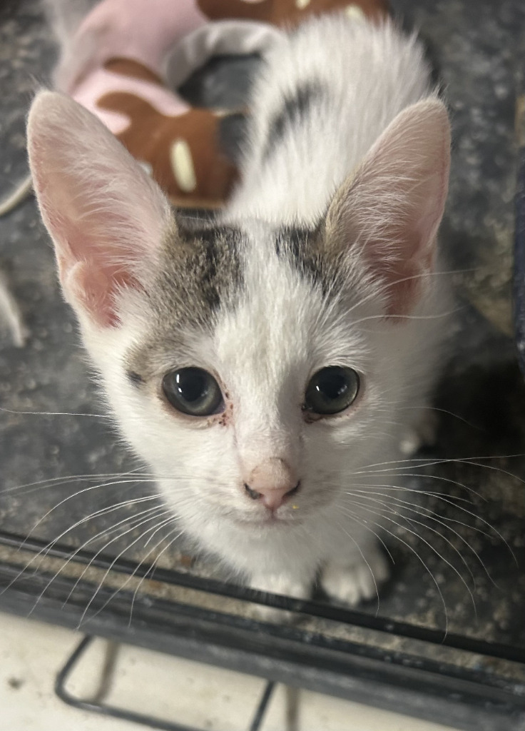 Penguin WD, an adoptable Domestic Short Hair in Kingman, AZ, 86401 | Photo Image 2