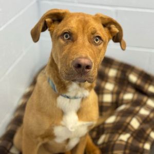 Dogs for Adoption Near Marquette MI Petfinder