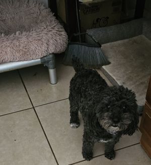 Teddy came to us as an owner surrender due to hardship Teddy is a well-mannered very calm and quie