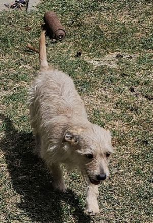 Luna is a female Terrier Mix about1-2 year surrendered by her owner due to hardship She is current