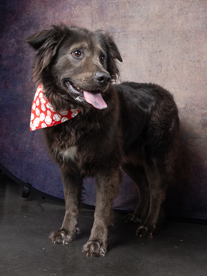Pelly-ADOPTED Mixed Breed Dog