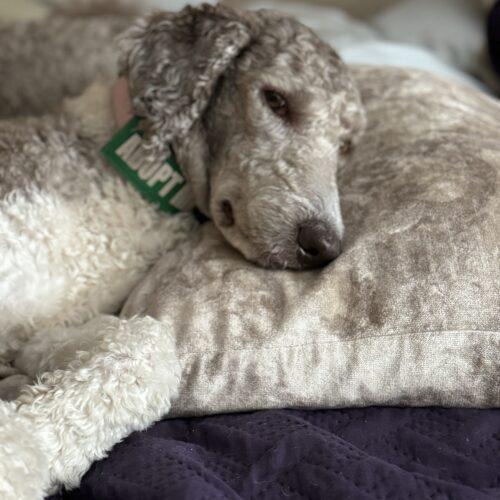 Honey, an adoptable Standard Poodle in Medicine Hat, AB, T1C 1S1 | Photo Image 3