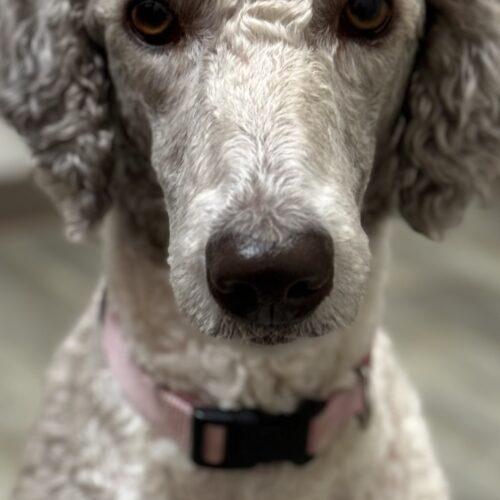 Honey, an adoptable Standard Poodle in Medicine Hat, AB, T1C 1S1 | Photo Image 5