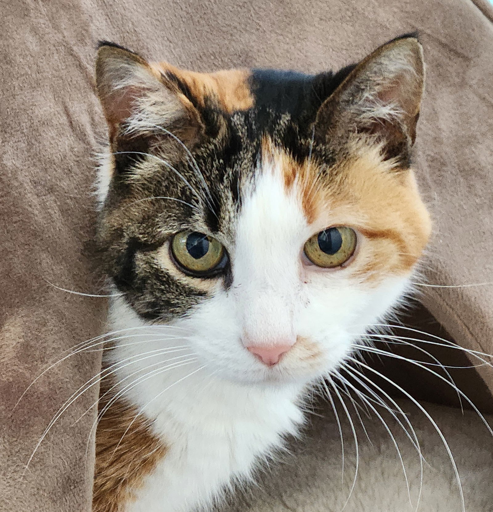 ZuZu, an adoptable Calico, Domestic Short Hair in Anacortes, WA, 98221 | Photo Image 1