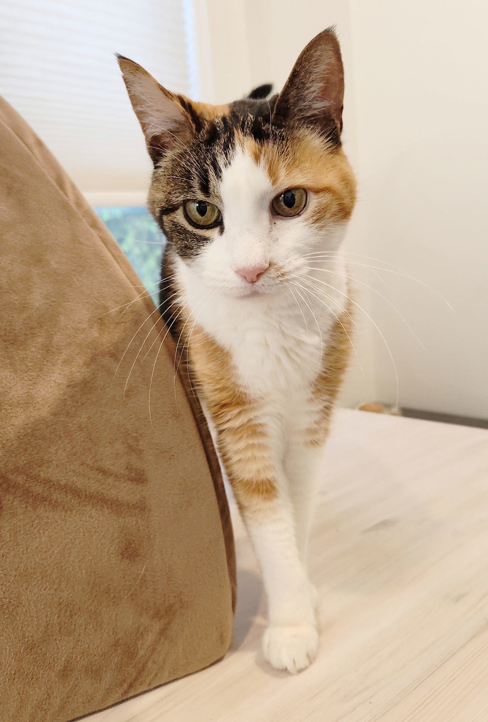 ZuZu, an adoptable Calico, Domestic Short Hair in Anacortes, WA, 98221 | Photo Image 2